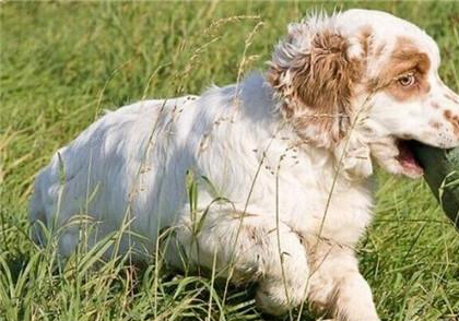 克倫伯獵鹬犬