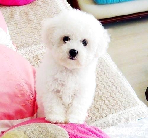 比熊犬