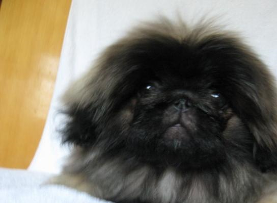 京巴犬
