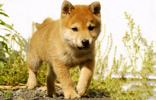 柴犬屬於中型犬嗎
