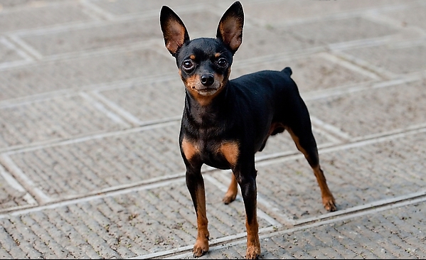 迷你杜賓犬要怎麼挑選