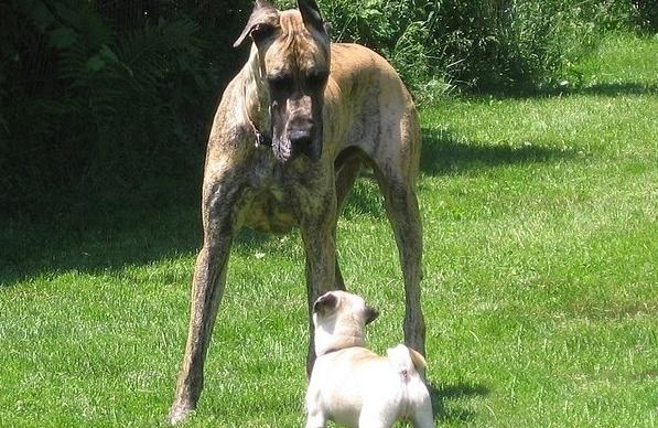 大丹犬