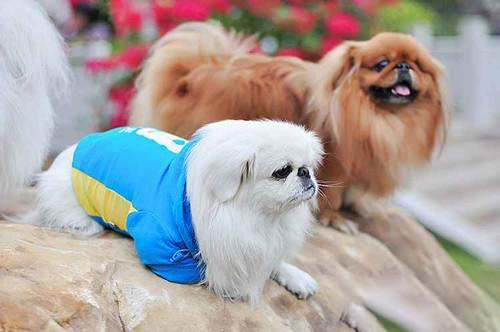 京巴犬