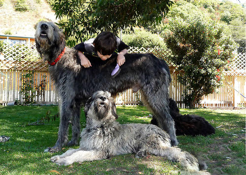 愛爾蘭獵犬