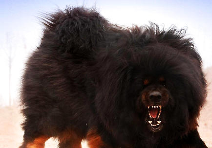 藏獒