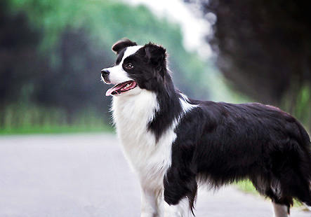 邊境牧羊犬
