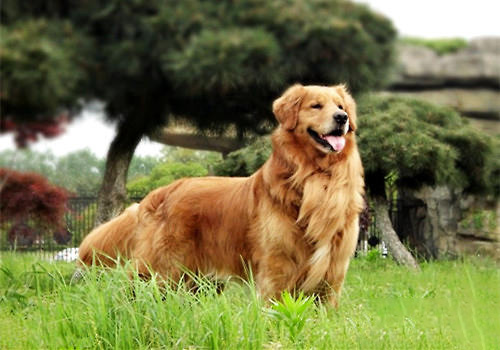 金毛犬