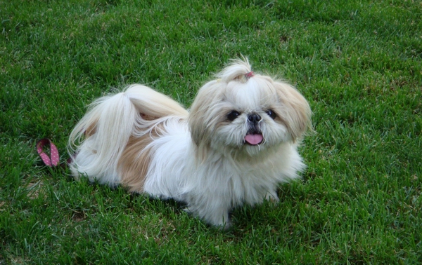 怎麼挑選健康的馬爾濟斯犬