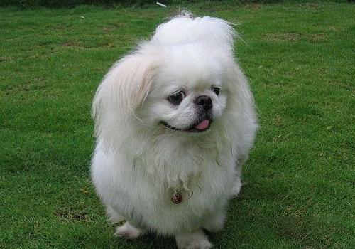 京巴犬