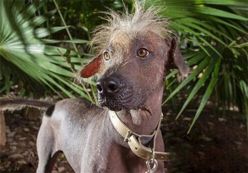 墨西哥無毛犬