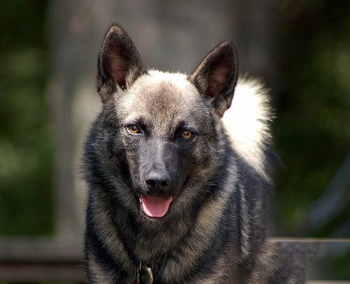 挪威獵麋犬