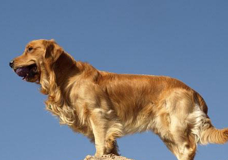 金毛犬