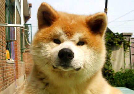 秋田犬