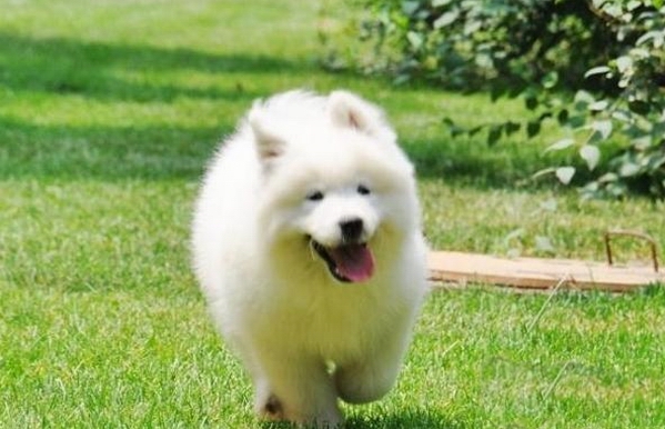 對於養薩摩耶成犬有什麼要求嗎