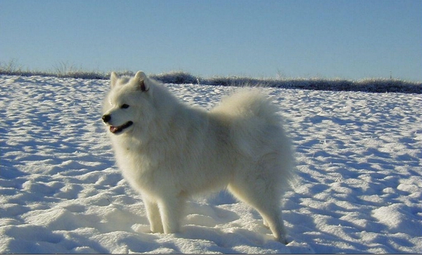 對於養薩摩耶成犬有什麼要求嗎