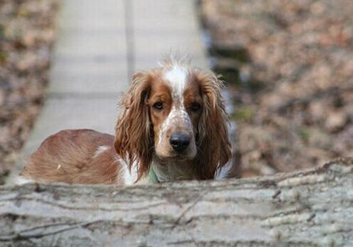 威爾士史賓格犬