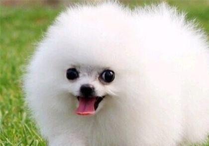 博美犬