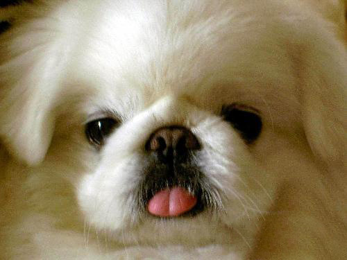 京巴犬