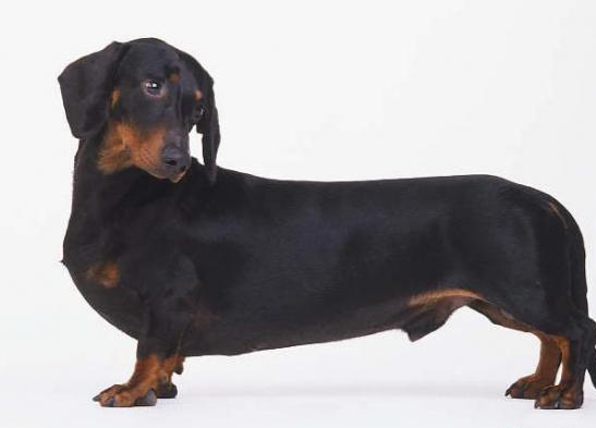 短毛臘腸犬