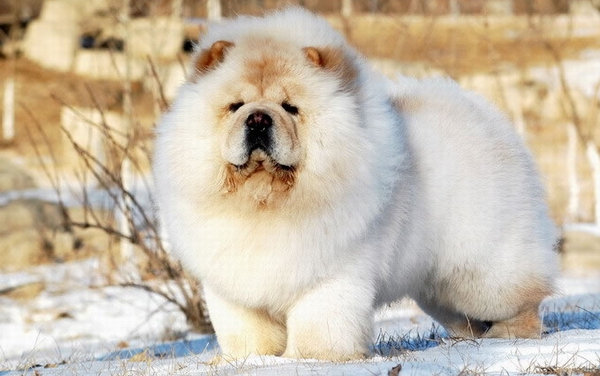 如何挑選品相好的松獅犬