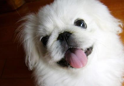 京巴犬
