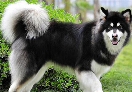 阿拉斯加犬
