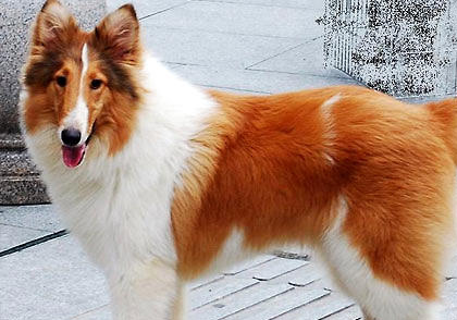 蘇格蘭牧羊犬