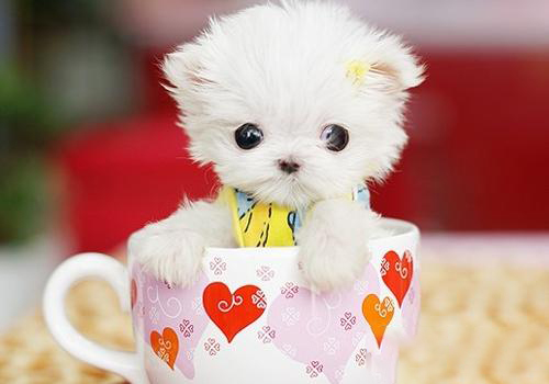 茶杯犬