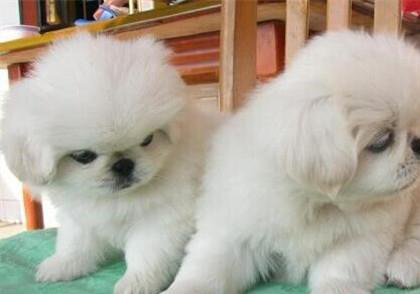 京巴犬