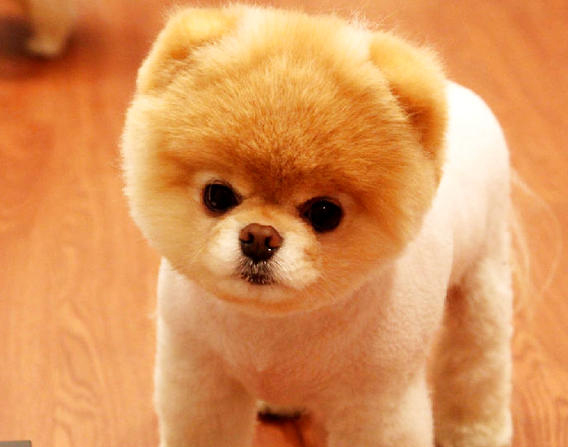 哈多利系博美犬
