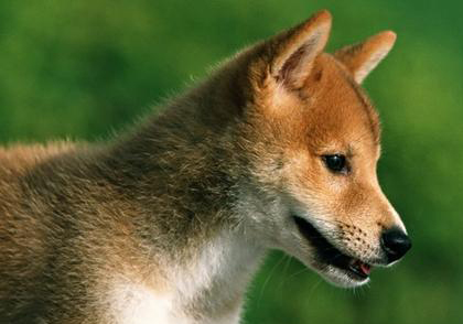 柴犬