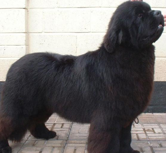 紐芬蘭犬