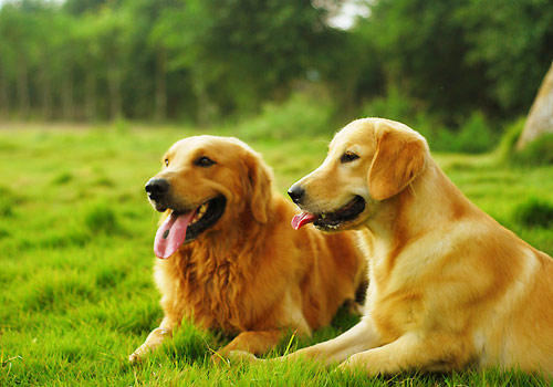 金毛犬 (3).jpg
