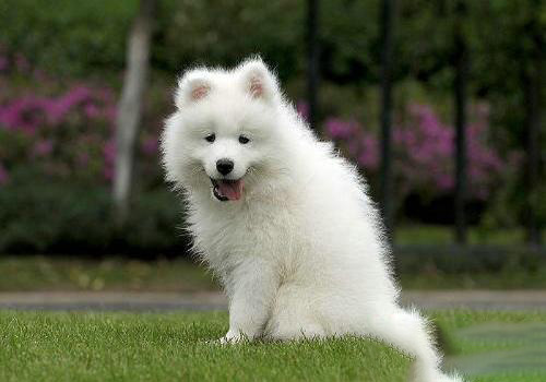 愛斯基摩犬