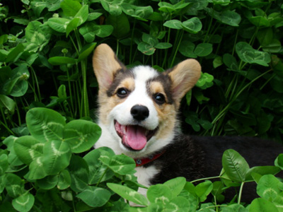柯基犬2.jpg