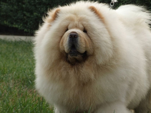 松獅犬選購技巧