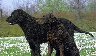 卷毛尋獵犬