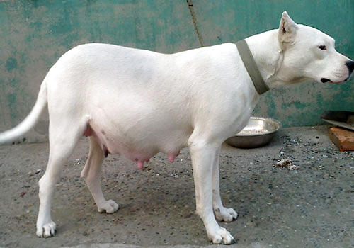 杜高犬