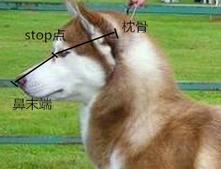 圖2 哈士奇stop點到枕骨和到鼻子末端的長度應一致
