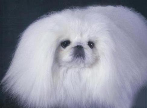 京巴犬