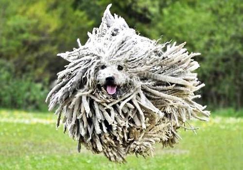 可蒙犬