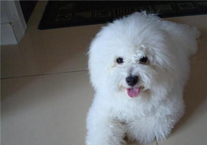比熊犬