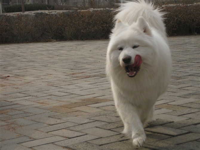 薩摩耶犬怎麼挑選
