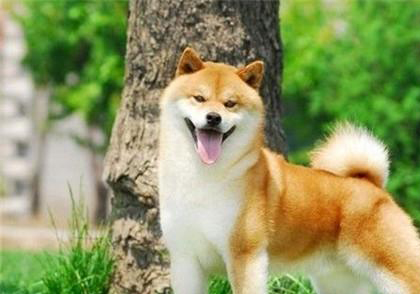 柴犬