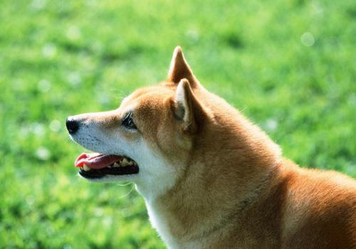 柴犬