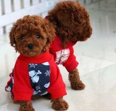 茶杯泰迪犬