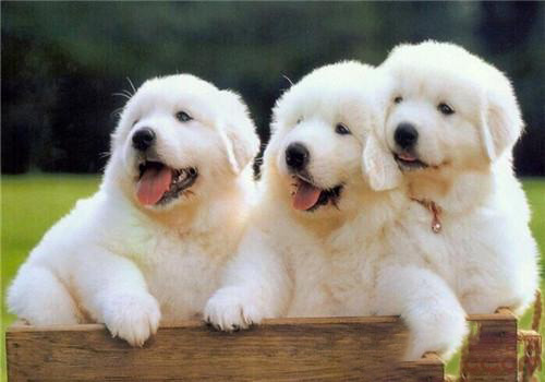 大白熊犬