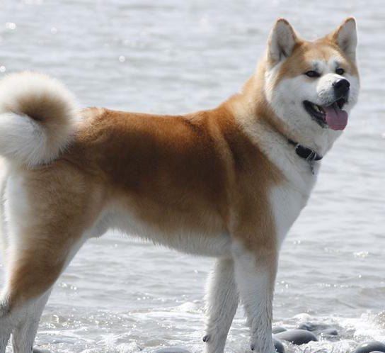 秋田犬