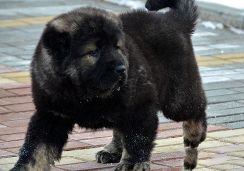 高加索犬