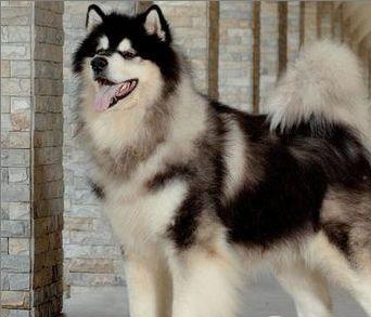 阿拉斯加雪橇犬 